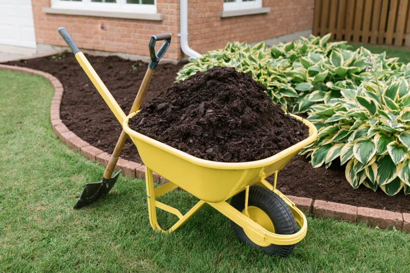 Yellow wheelbarrow filled with dark mulch on a lawn beside a garden bed with hosta plants and brick edging