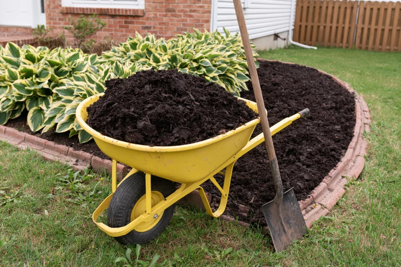Yellow wheelbarrow filled with dark mulch on a lawn beside a mulched garden bed with hosta plants and brick edging