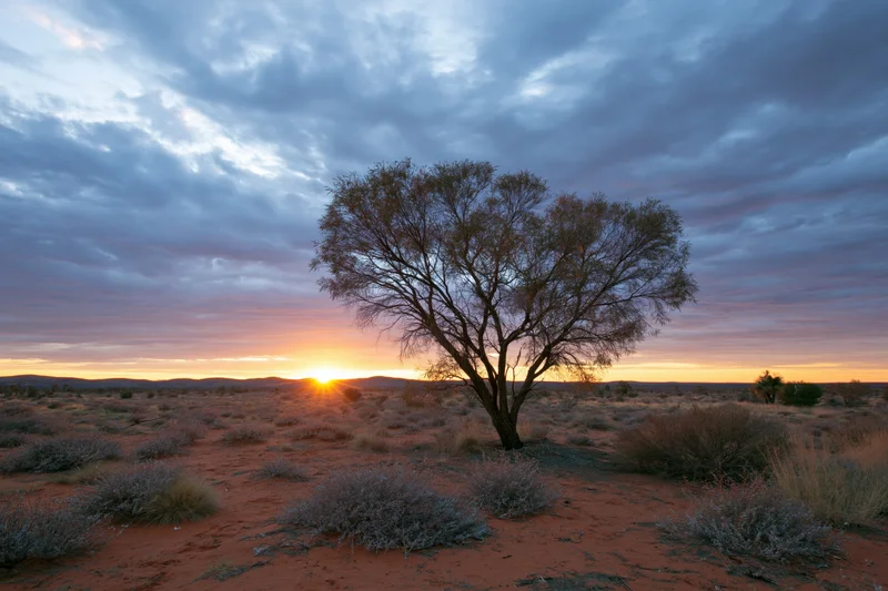 Lone scraggly tree in redsoil desert at sunset under cloudy sky
