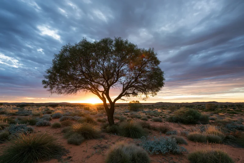 Lone tree in the australian outback desert at sunset