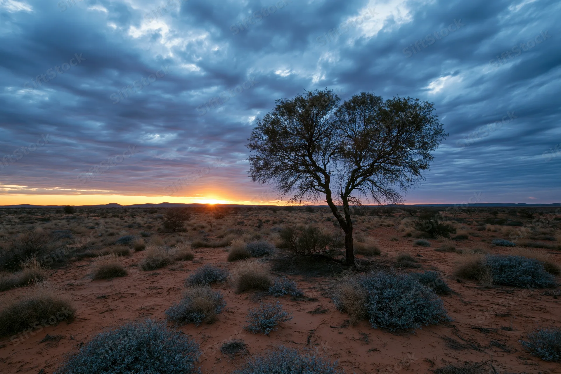 Lone scraggly tree in the australian outback desert at sunset with red soil and sparse shrubs under a cloudy sky