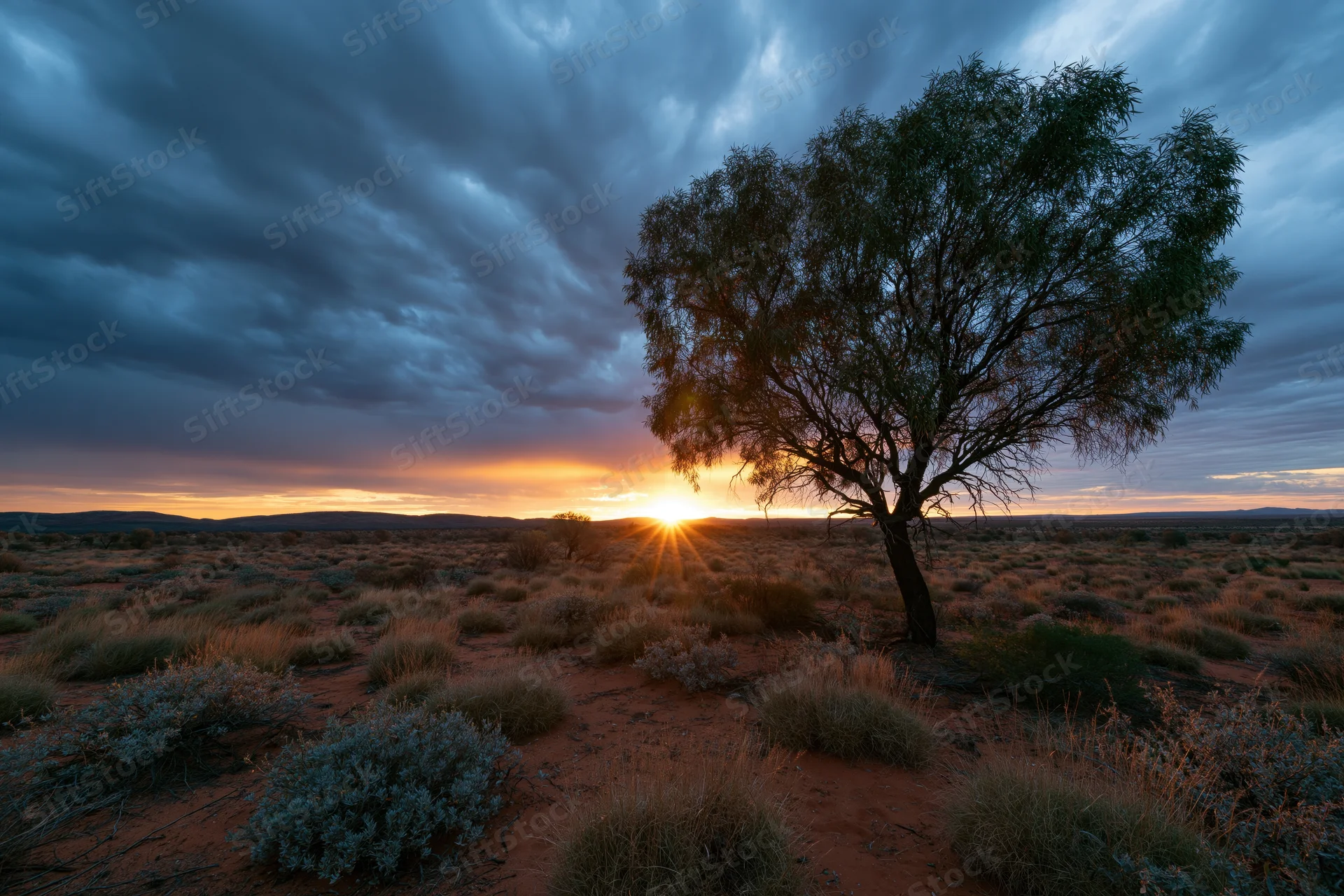 Lone scraggly eucalyptus tree silhouetted against a vibrant sunset over the arid Australian outback desert landscape