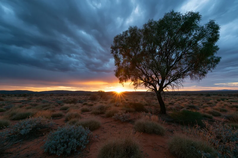 Lone scraggly eucalyptus tree silhouetted against a vibrant sunset over the arid Australian outback desert landscape