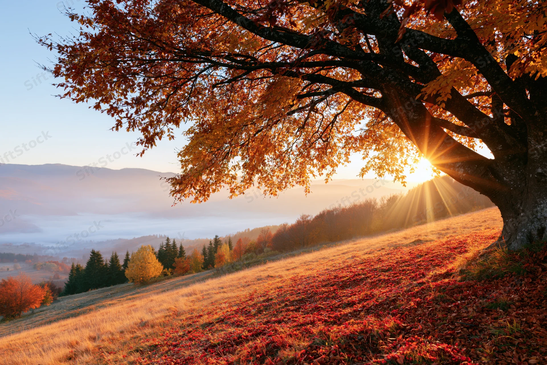 Large tree with autumn foliage framing a sunrise over a misty valley and distant mountains