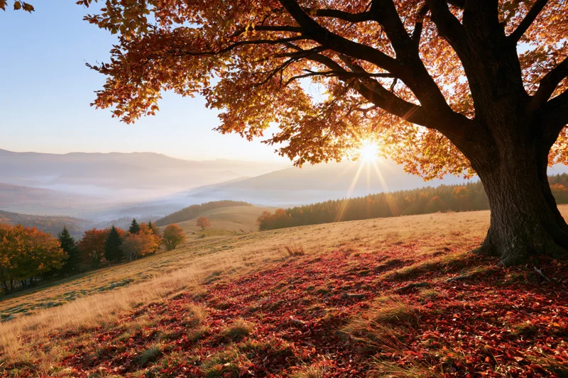 Large tree with autumn foliage framing sunrise over misty valley and distant mountains