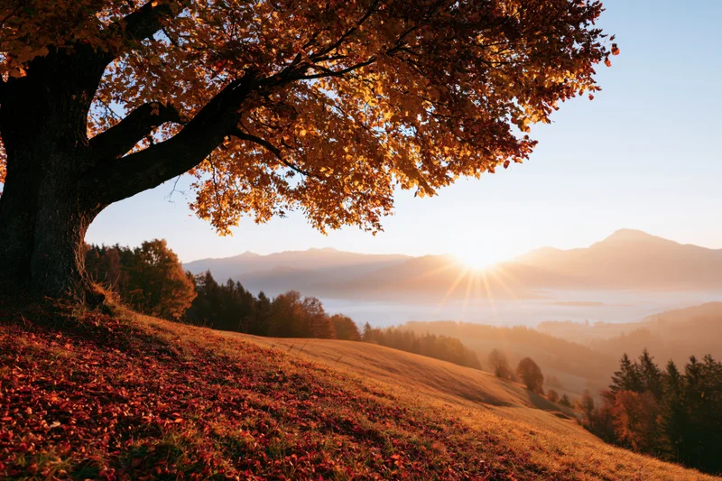 Large tree with autumn foliage framing a sunset over mountains and valley
