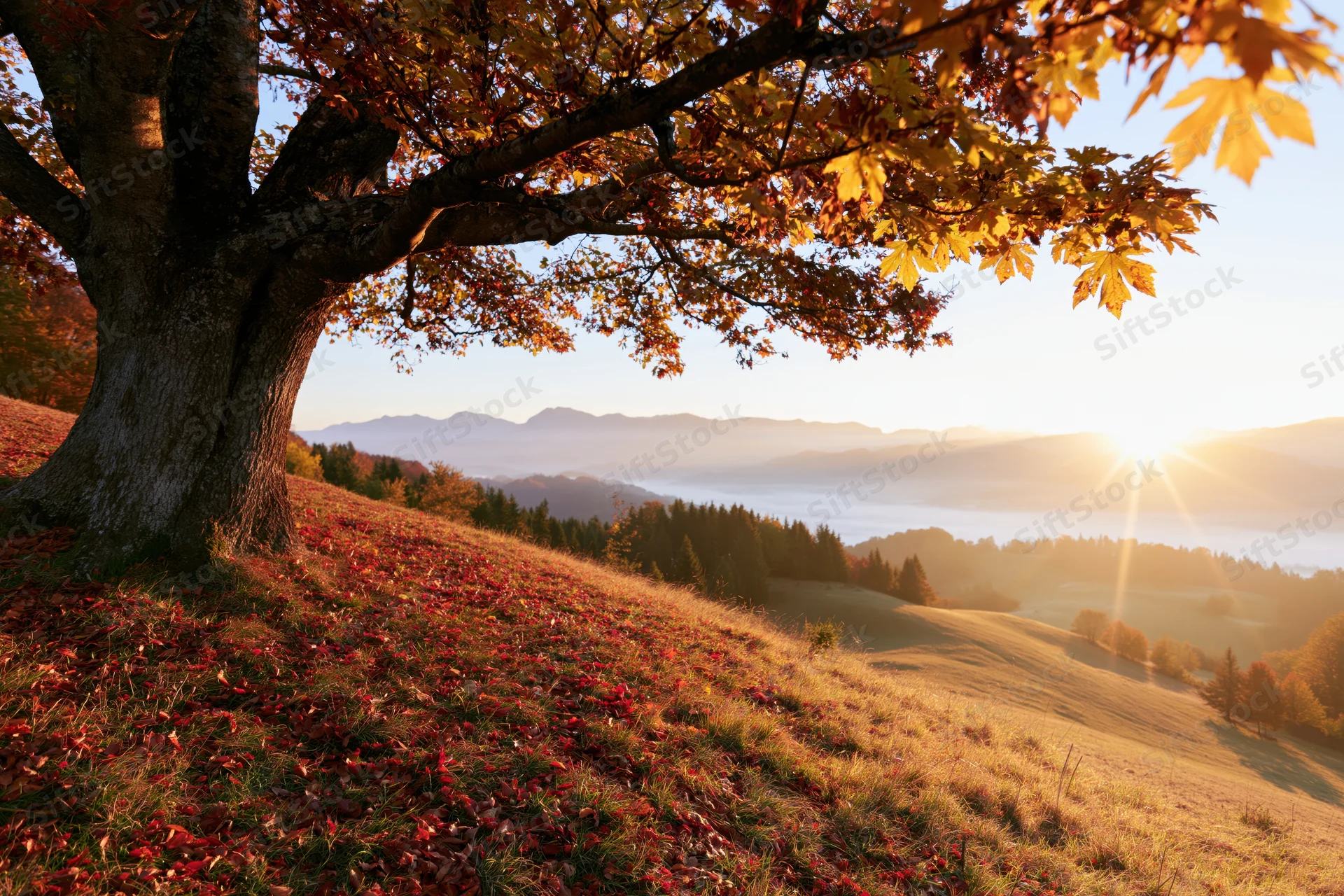 Large tree with autumn foliage framing a mountain valley at sunset