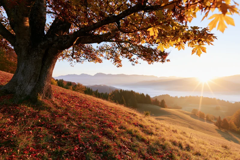 Large tree with autumn foliage framing a mountain valley at sunset