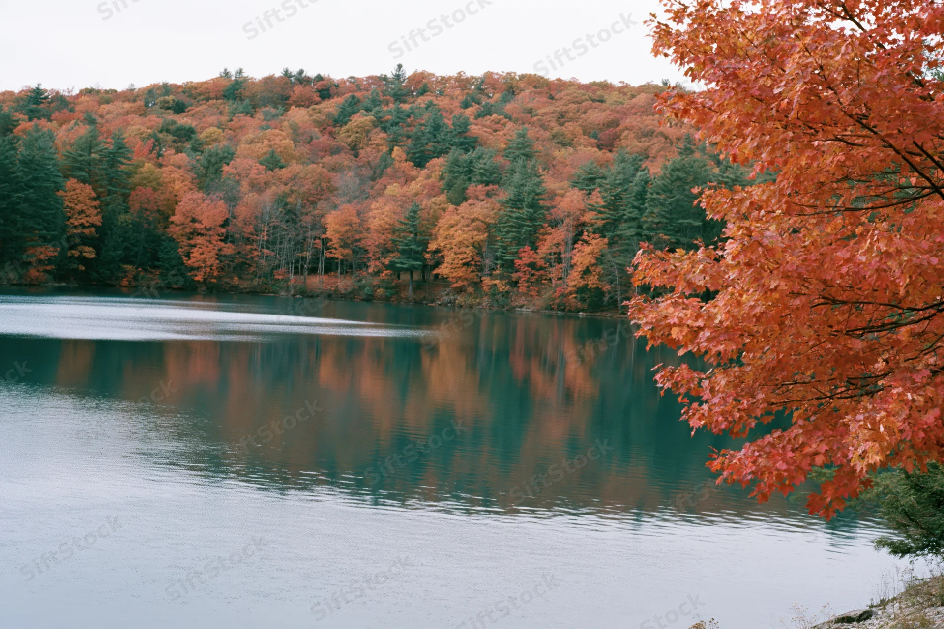 Calm lake reflecting dense hillside forest in peak autumn foliage
