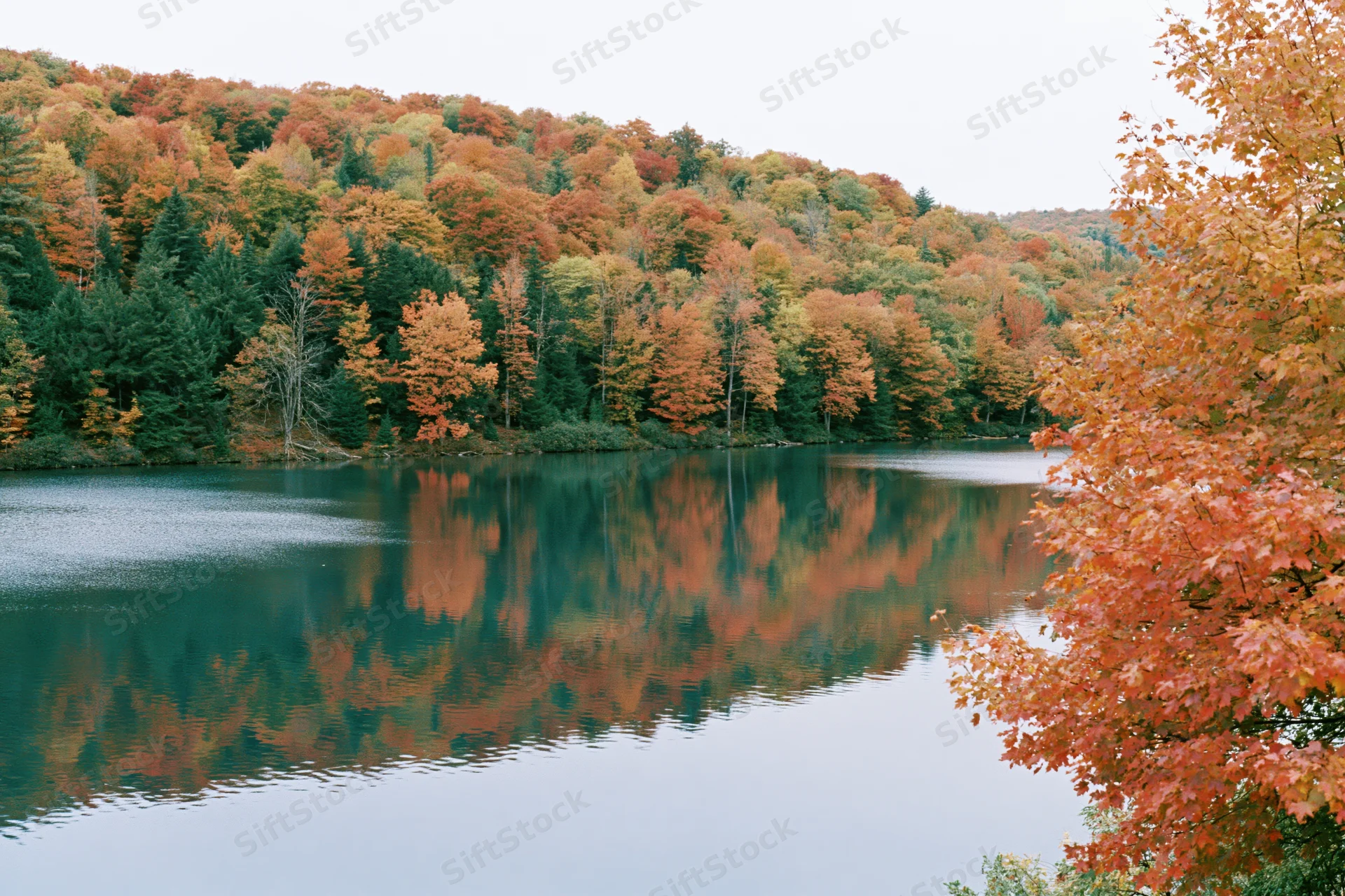 Calm lake reflecting dense hillside forest in peak autumn foliage