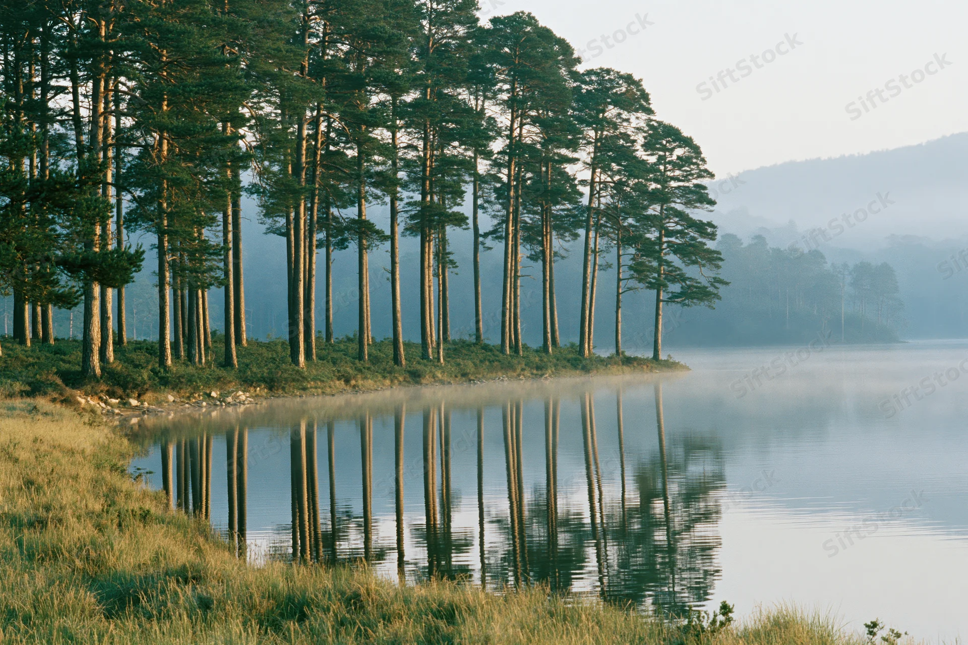 Tall pine trees reflected in calm lake water along grassy shoreline in misty morning light