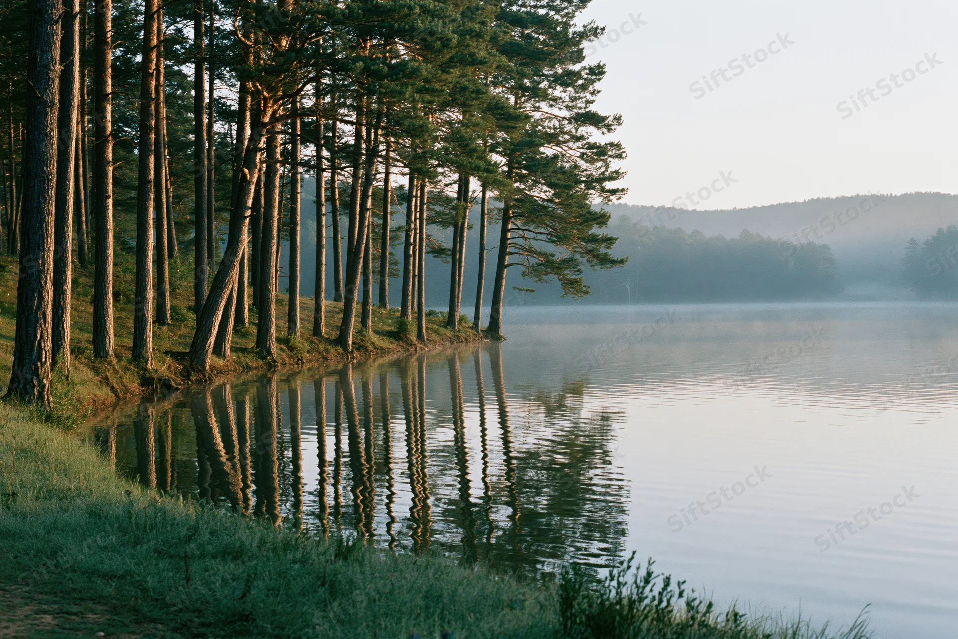 Calm lake reflecting tall pine trees along a grassy shoreline at dawn
