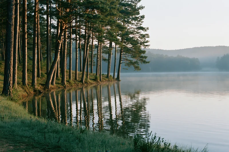 Calm lake reflecting tall pine trees along a grassy shoreline at dawn