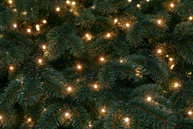Dense evergreen christmas tree branches with warm glowing lights filling the frame