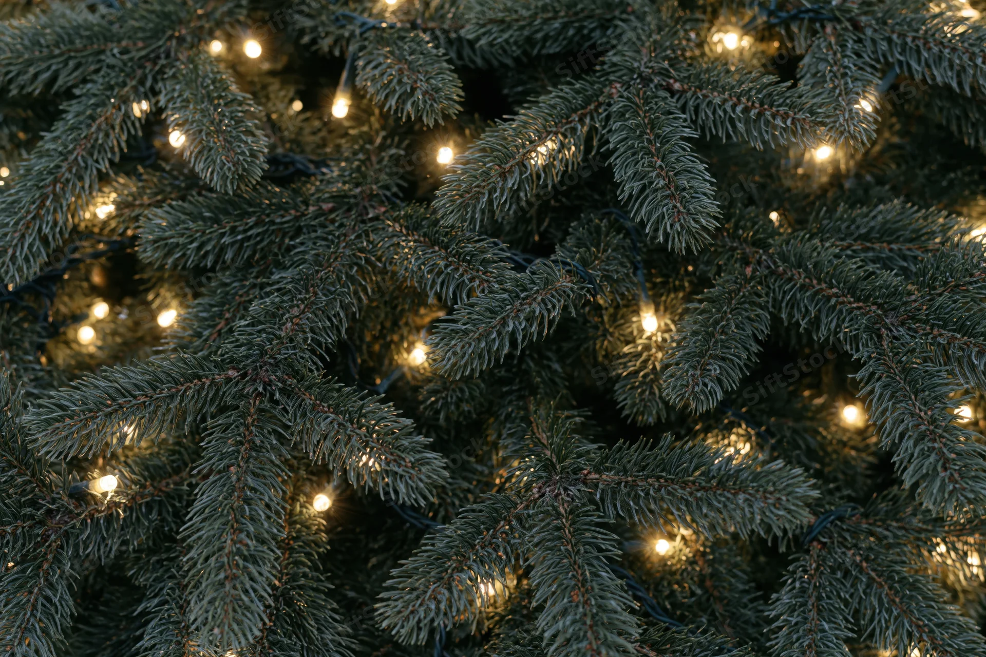 Dense evergreen christmas tree branches with warm string lights filling the frame