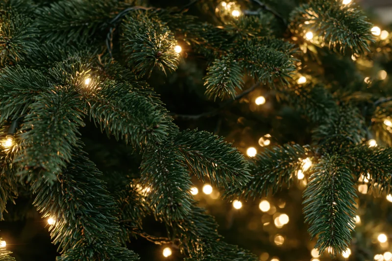 Close-up of dense evergreen christmas tree branches with warm glowing string lights filling the frame
