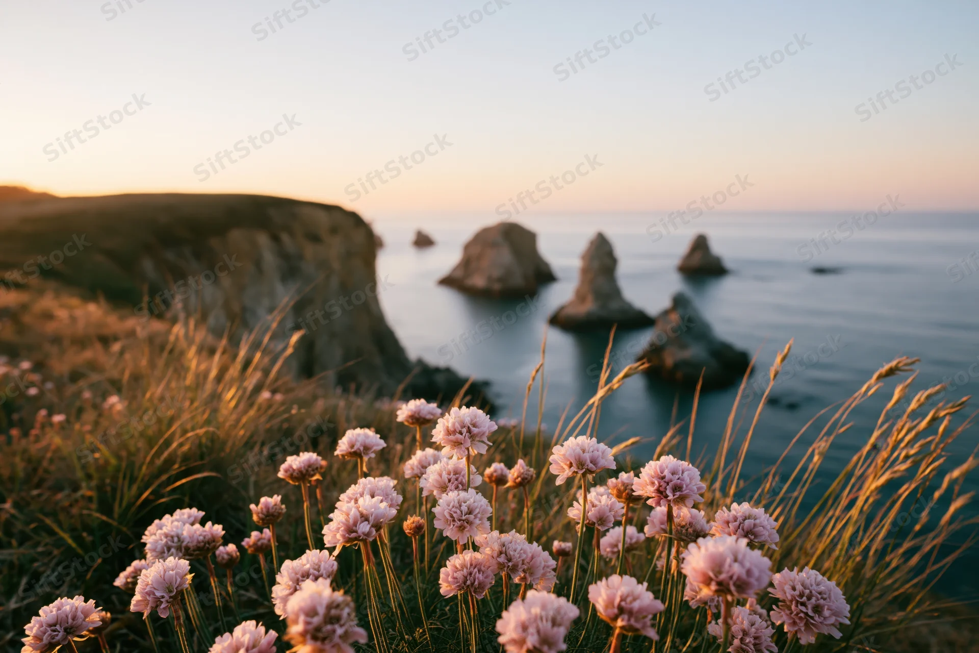 Pink sea thrift wildflowers blooming on a coastal clifftop at golden hour overlooking the ocean and sea stacks