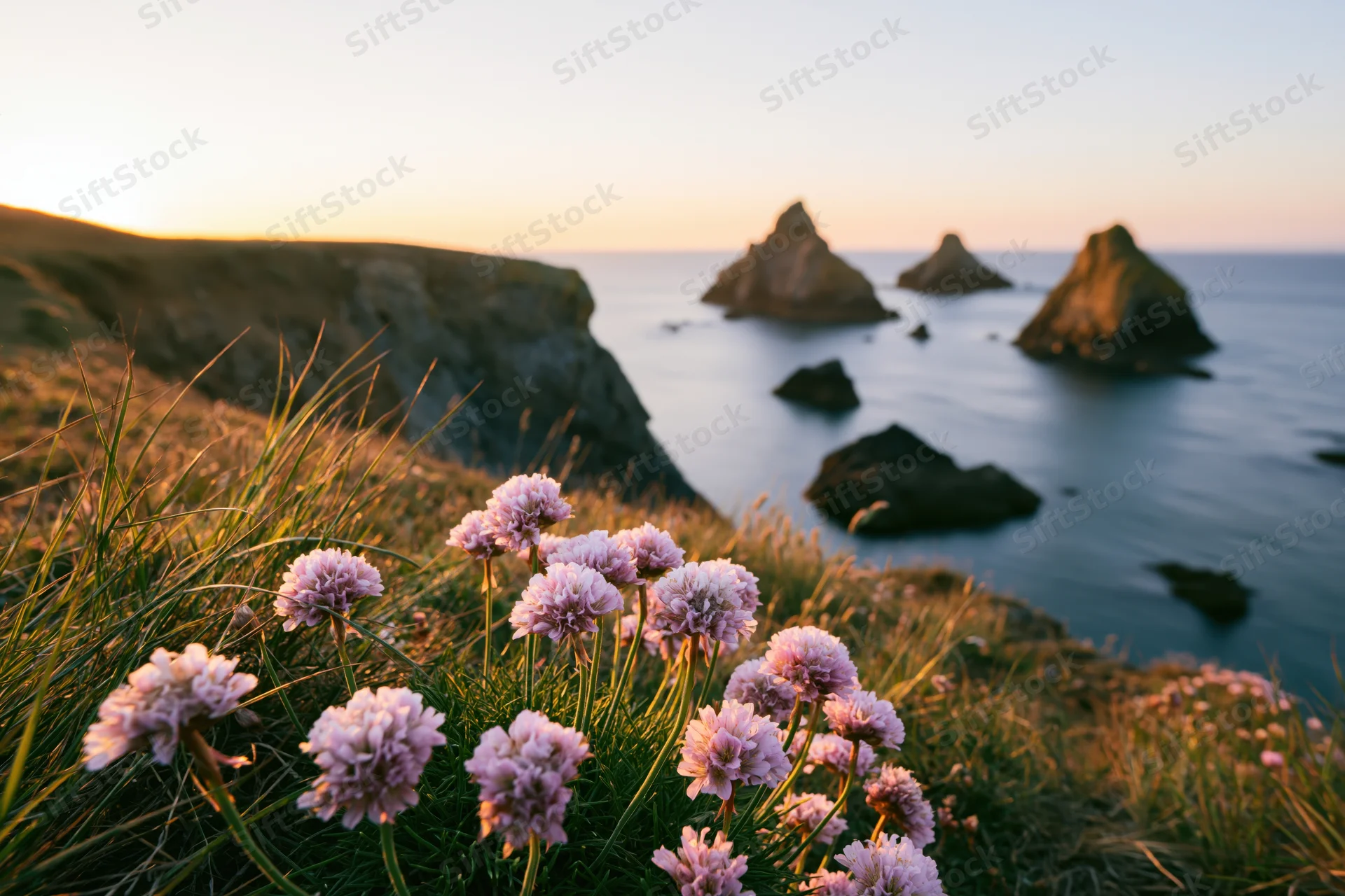 Pink sea thrift wildflowers blooming on a coastal clifftop at golden hour overlooking the ocean and rocky islets