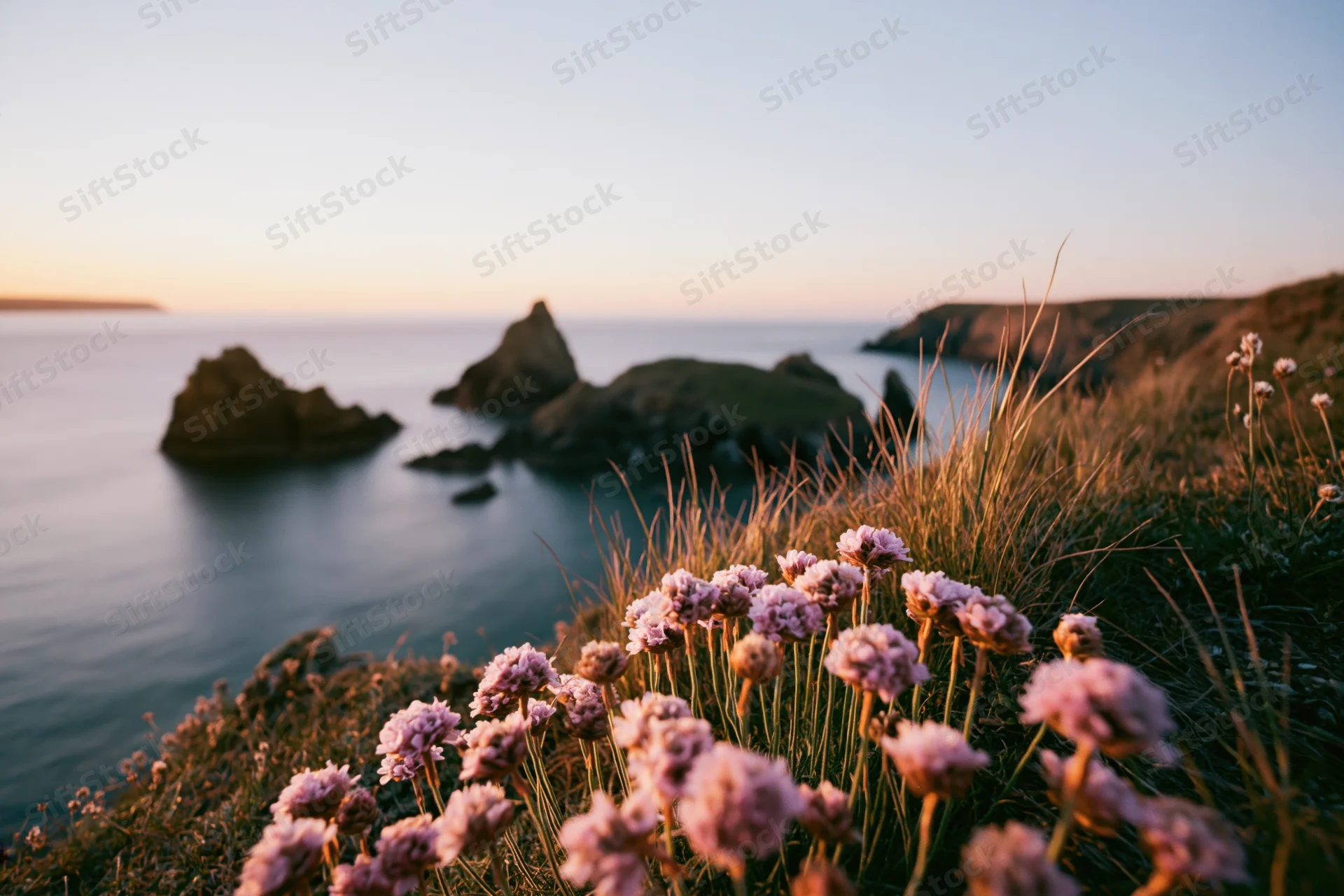 Pink sea thrift wildflowers blooming on a coastal clifftop at golden hour overlooking the ocean