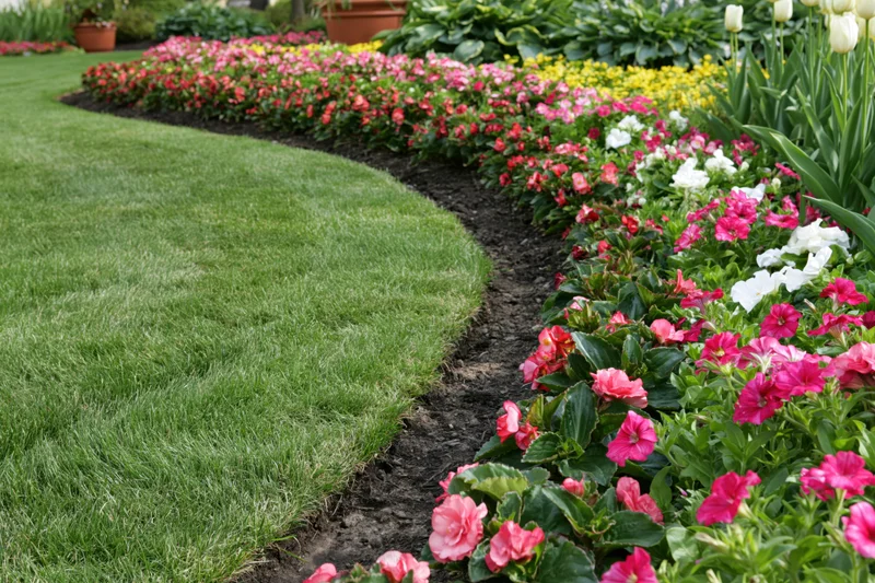 Curved garden path of freshly mowed green lawn winding between colorful flowerbeds of petunias and tulips
