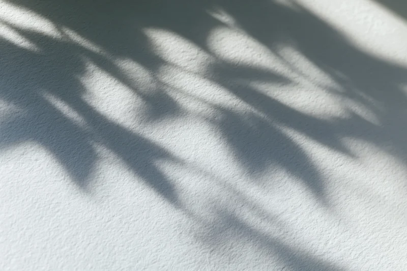 Dappled leaf shadows cast across a plain white wall surface
