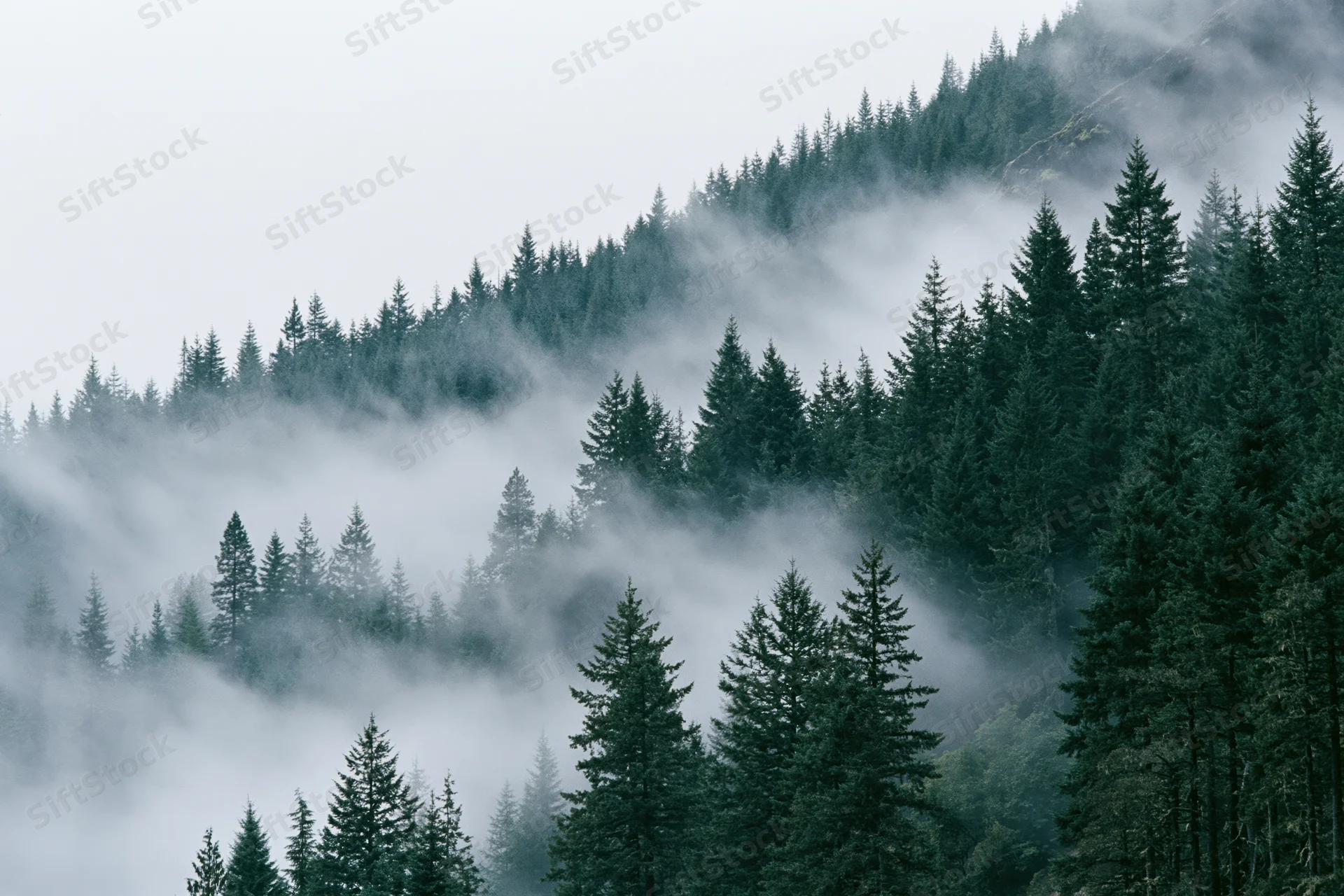 Dense conifer forest blanketed in rolling fog on a mountain slope