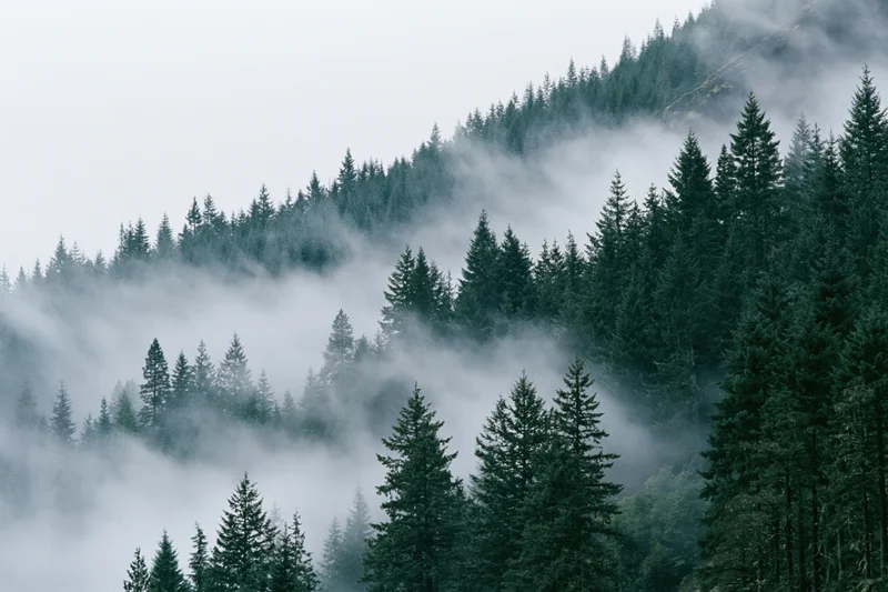 Dense conifer forest blanketed in rolling fog on a mountain slope