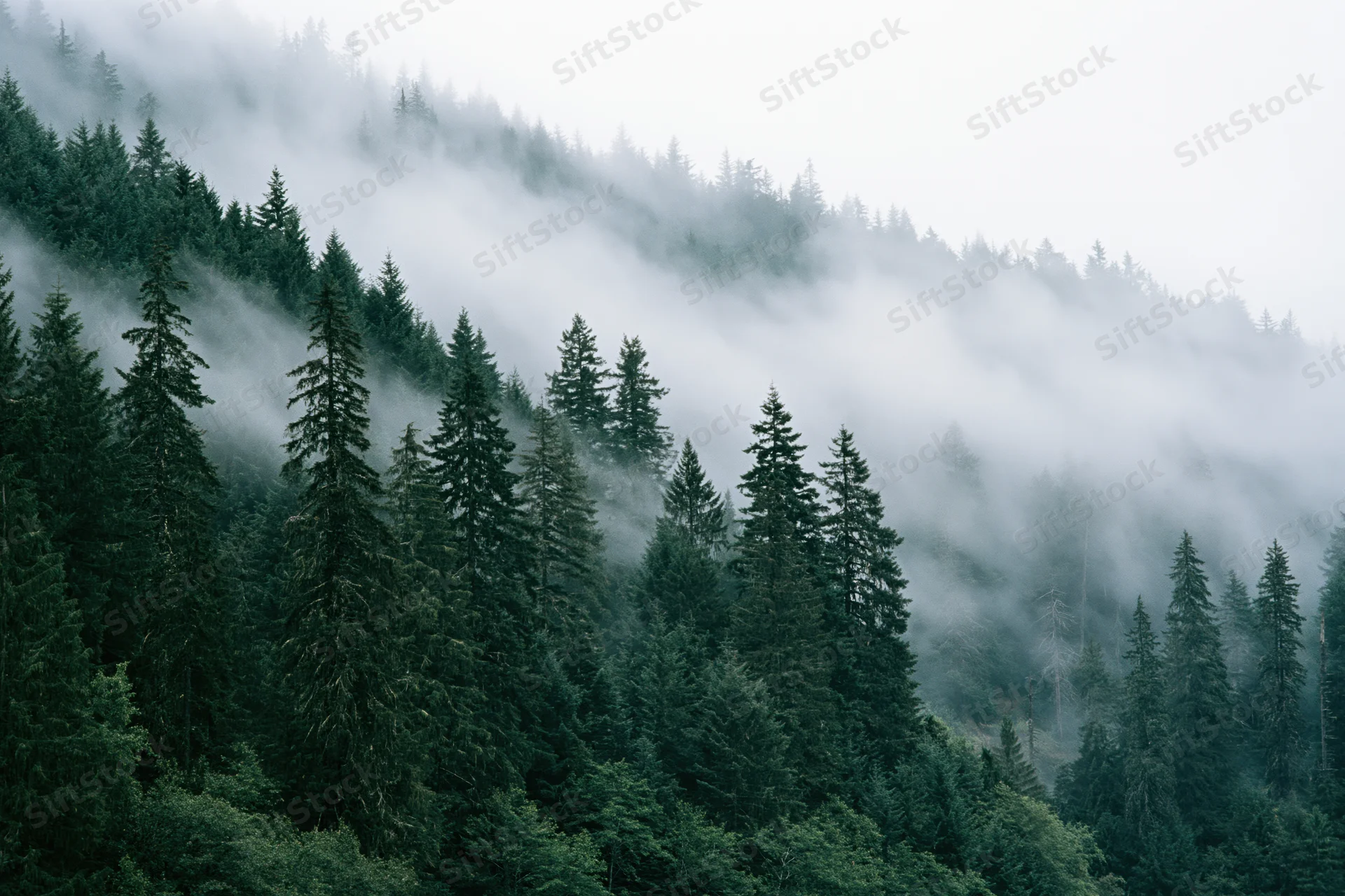 Dense conifer forest blanketed in rolling fog on a mountain slope
