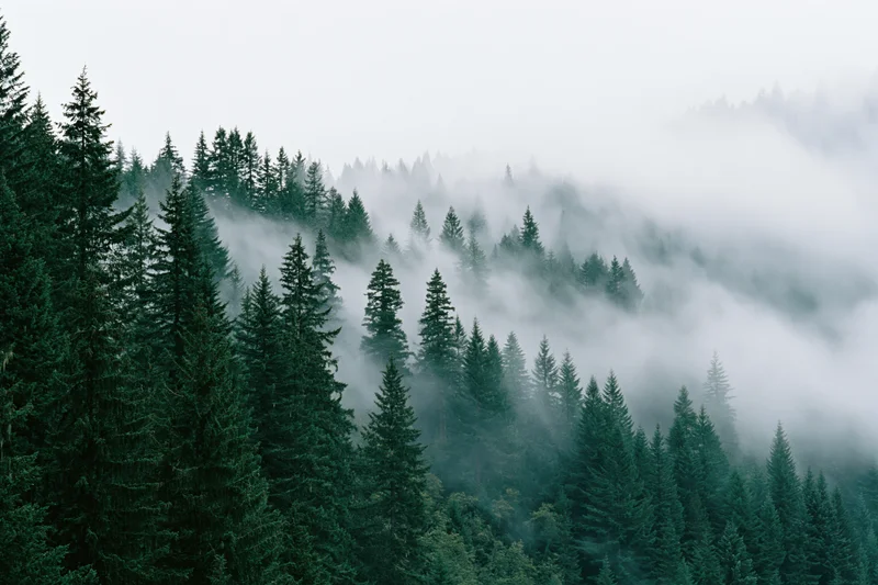 Dense conifer forest blanketed in rolling fog on a mountain slope