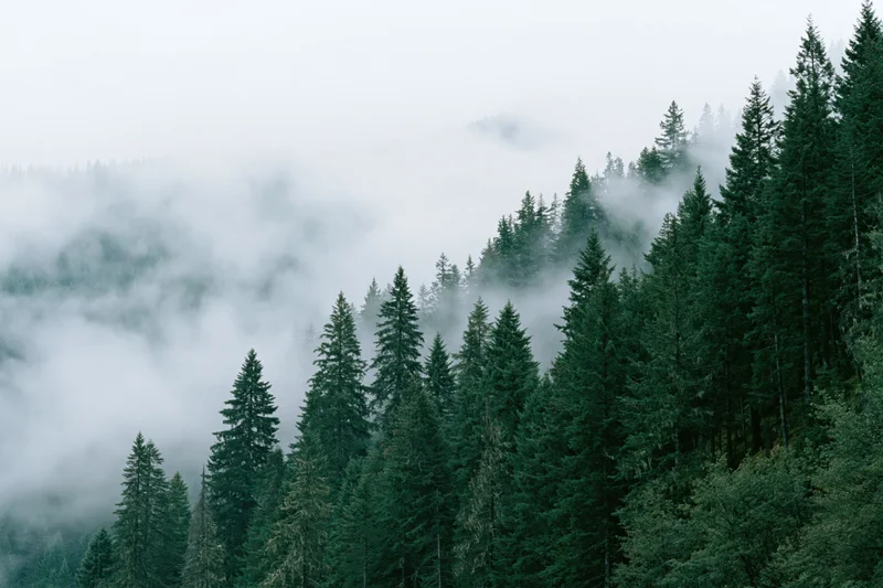 Dense conifer forest rising through rolling fog on a mountain slope