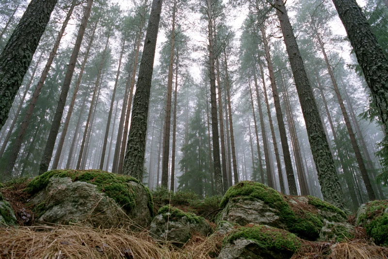 Tall straight conifer trees in misty forest with moss-covered rocks on forest floor in morning light
