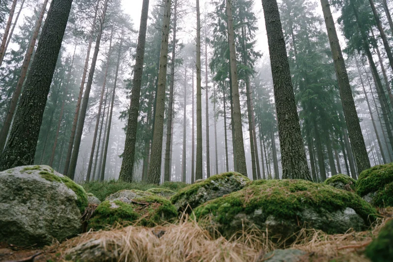 Tall straight conifer trees in dense misty forest with moss-covered rocks on forest floor in morning light