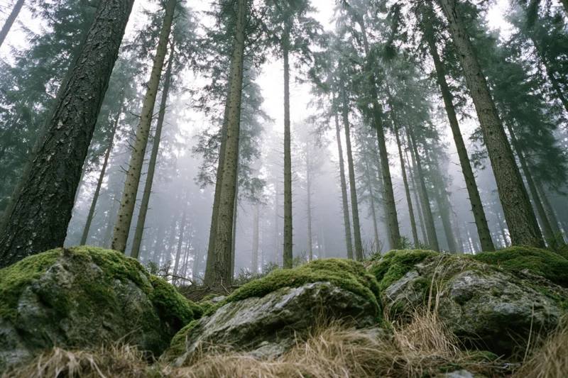 Tall straight conifer trees in misty forest with moss-covered rocks on forest floor in morning light