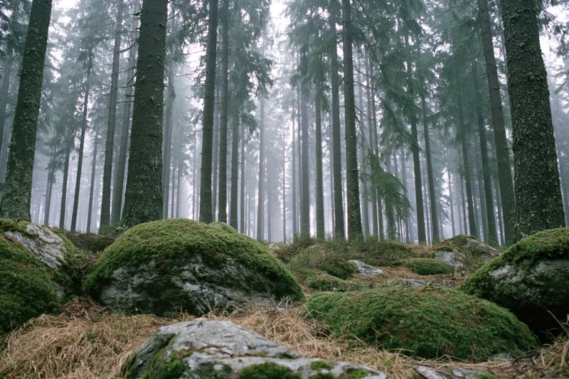 Dense conifer forest with tall straight trees and moss-covered rocks in misty morning light
