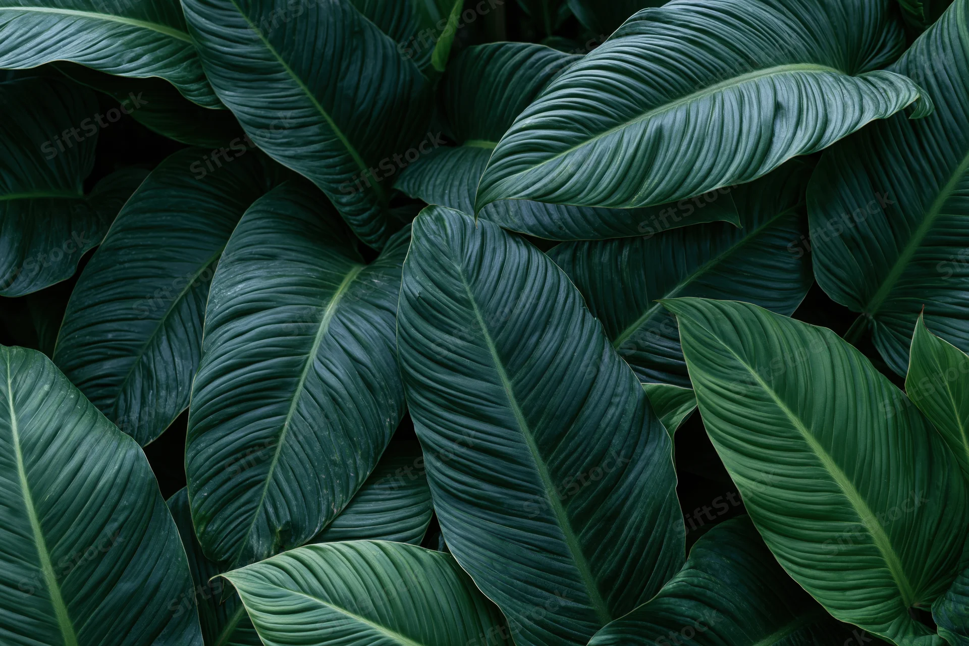 Dense tropical foliage filling the frame with large waxy leaves in natural green tones