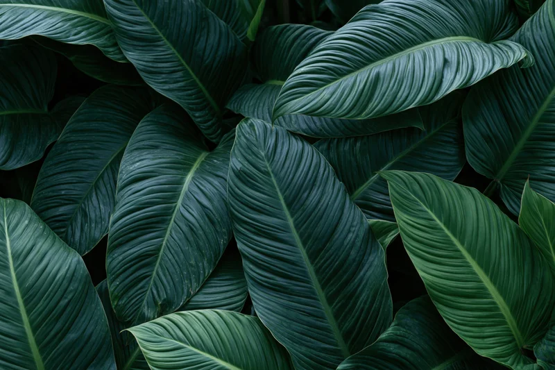 Dense tropical foliage filling the frame with large waxy leaves in natural green tones