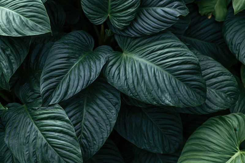 Dense tropical foliage filling the frame with large waxy leaves in natural green tones