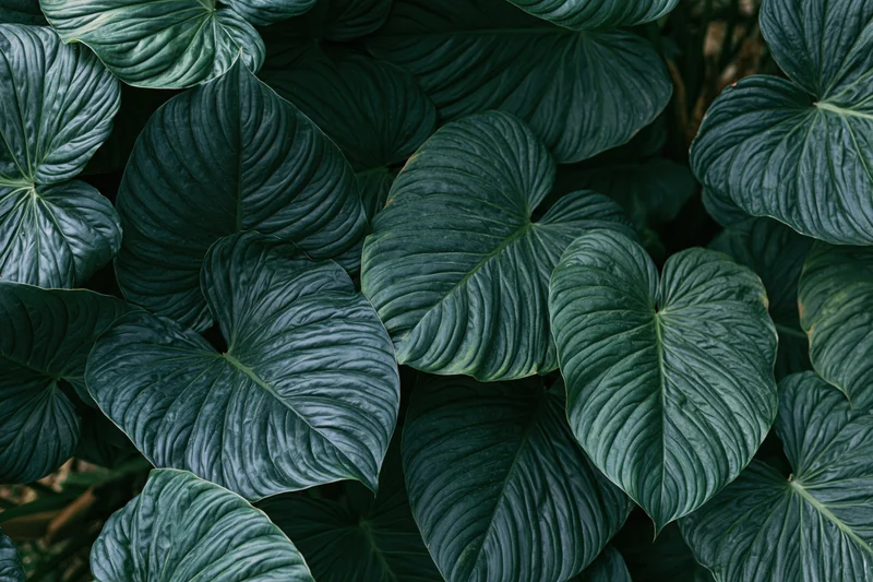 Dense tropical foliage filling the frame with large waxy heart-shaped leaves in dark green tones