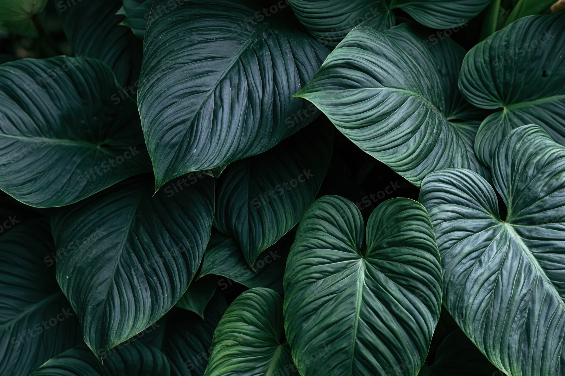 Dense tropical foliage filling the frame with large waxy dark green leaves arranged in overlapping layers