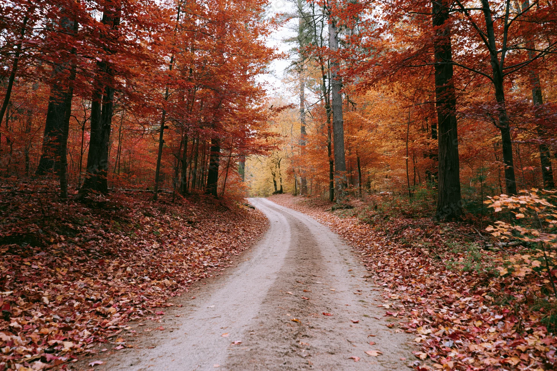 Winding dirt path through dense autumn forest flanked by trees with red and orange foliage