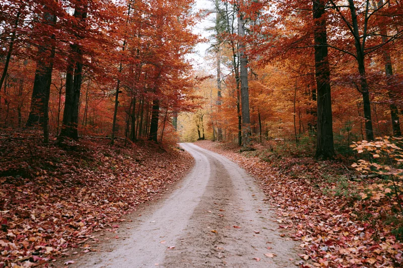 Winding dirt path through dense autumn forest flanked by trees with red and orange foliage