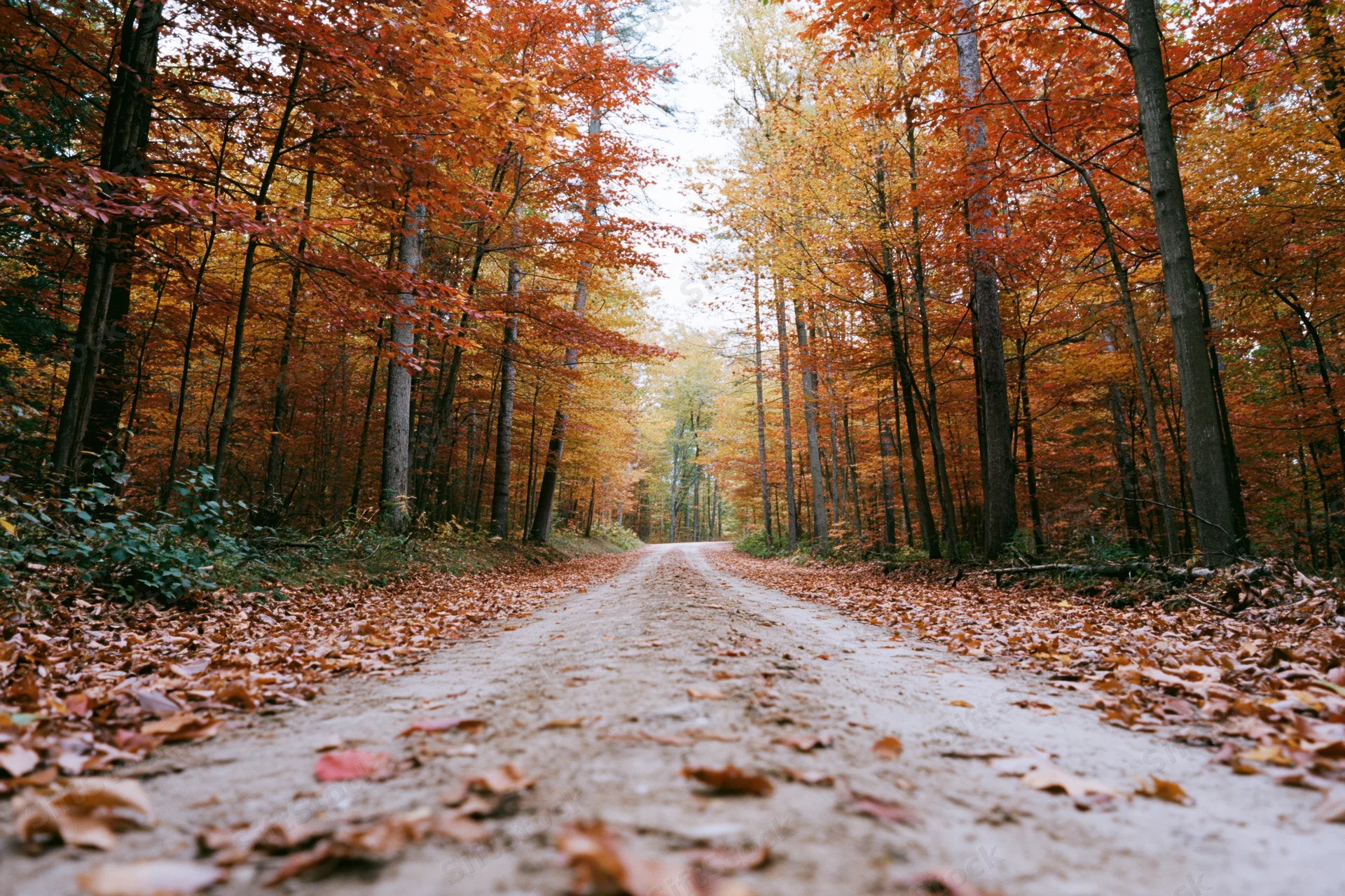 Dirt path winding through autumn forest flanked by trees with colorful foliage