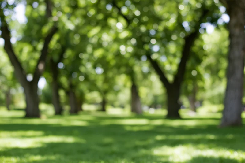 Green lawn under leafy trees in a city park on a sunny afternoon