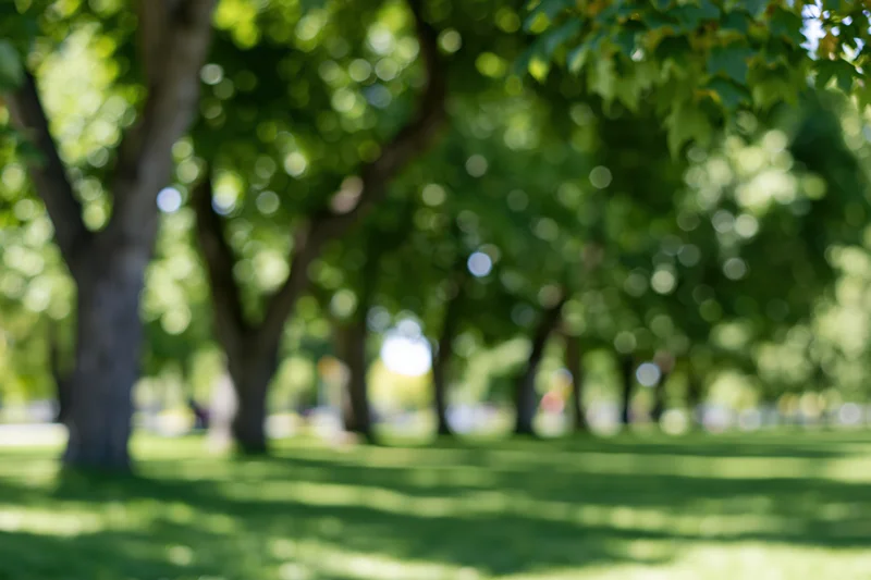 Green lawn under trees in a city park on a sunny afternoon