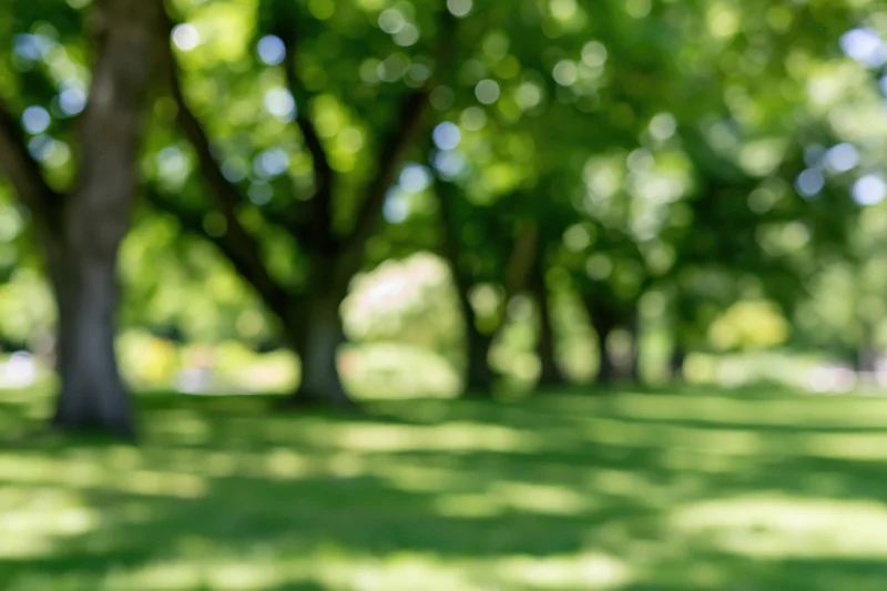 Green lawn under trees in a park on a sunny afternoon