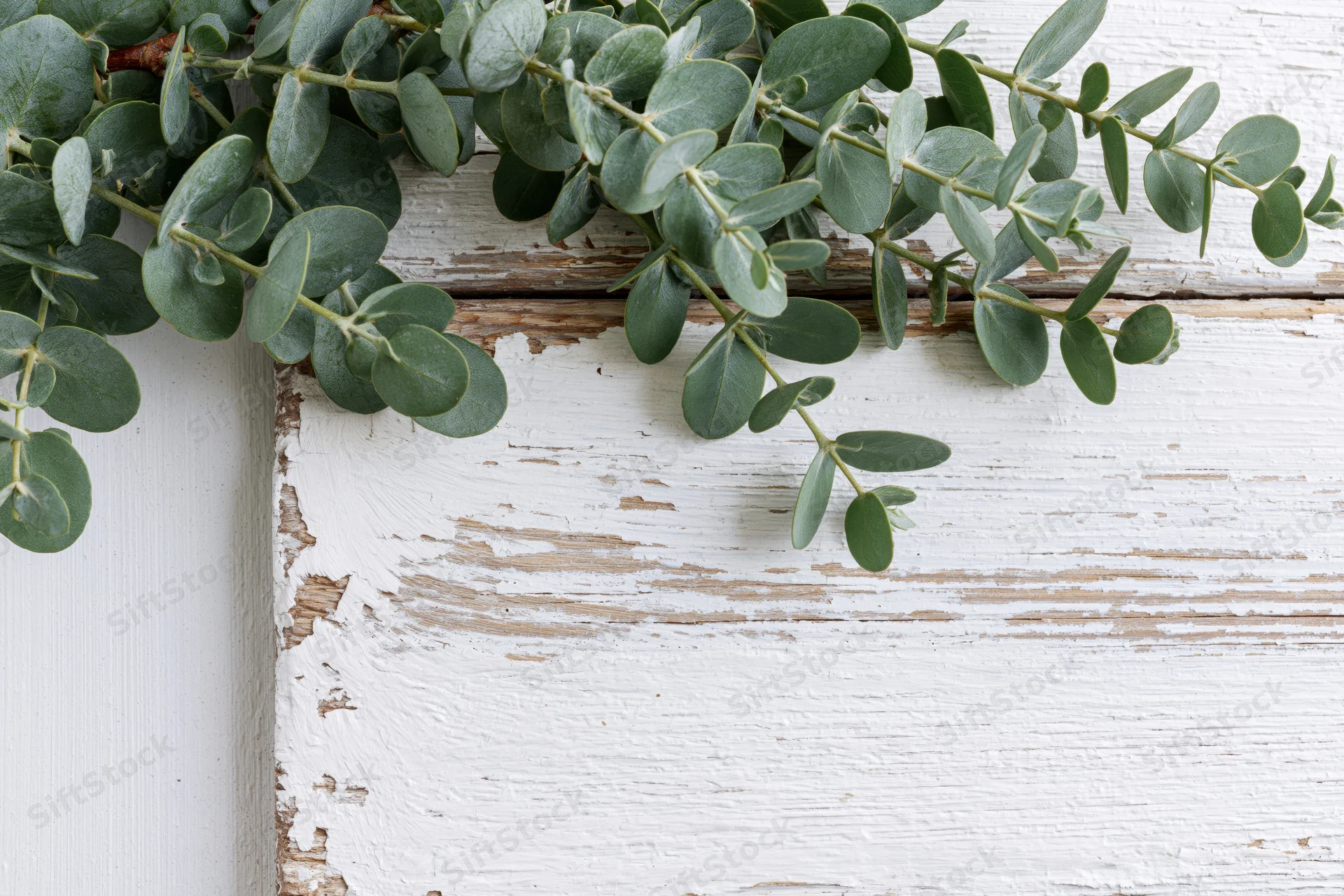 Eucalyptus branches with small oval leaves arranged along the top edge of a white weathered wooden surface, leaving copyspace below