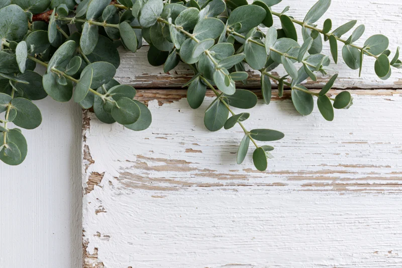 Eucalyptus branches with small oval leaves arranged along the top edge of a white weathered wooden surface, leaving copyspace below