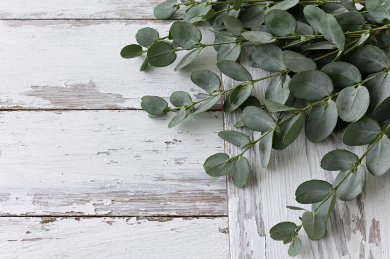 Eucalyptus branches with small oval leaves arranged along the edge of a white weathered wooden table