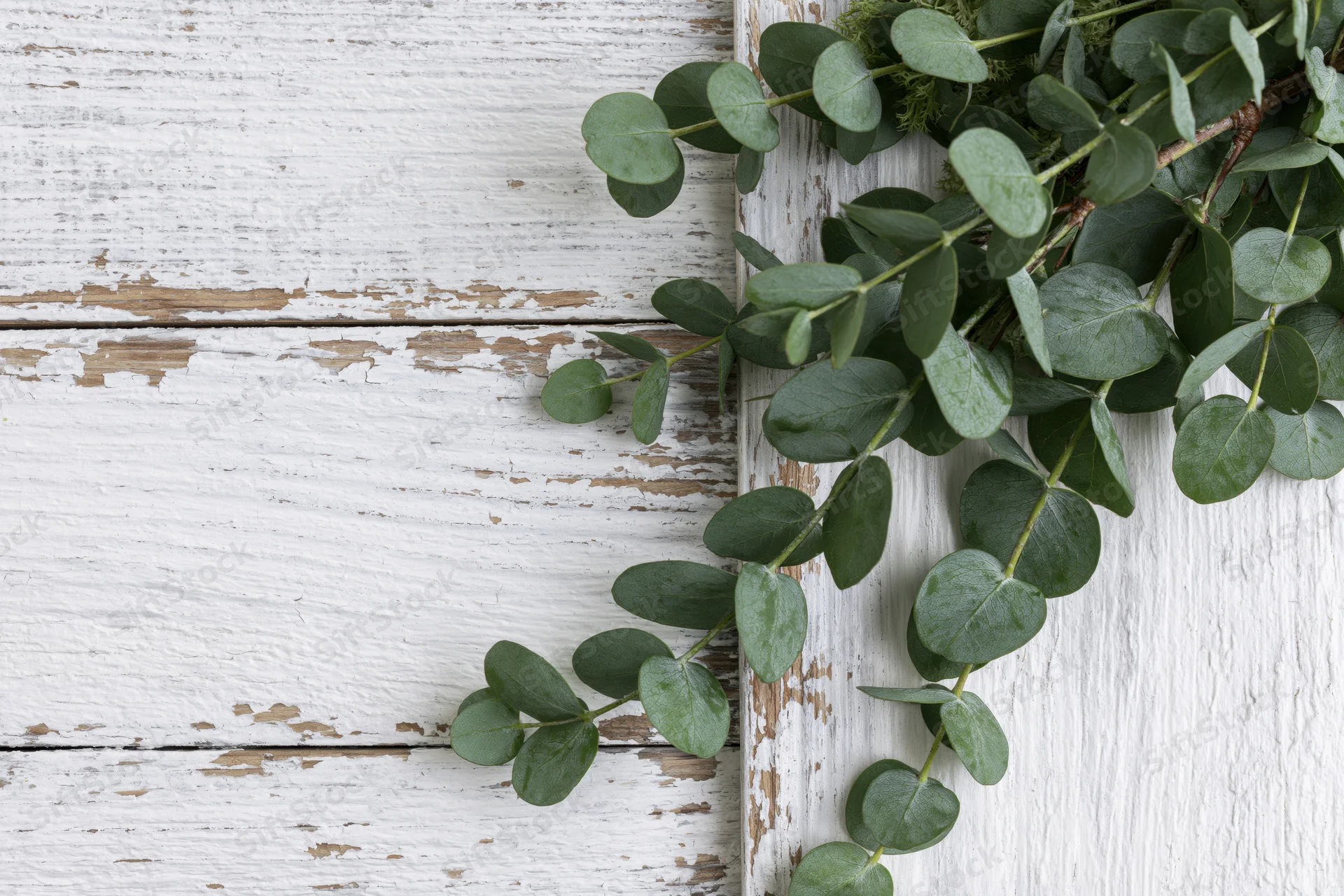 Eucalyptus branches with oval leaves arranged along a white weathered wooden surface