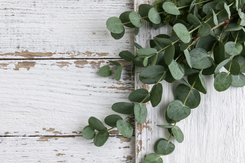 Eucalyptus branches with oval leaves arranged along a white weathered wooden surface
